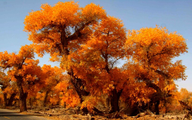 Autumn Trees in Desert — Orange