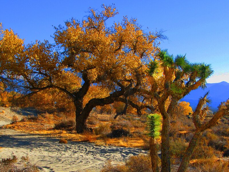 Autumn Trees in Desert