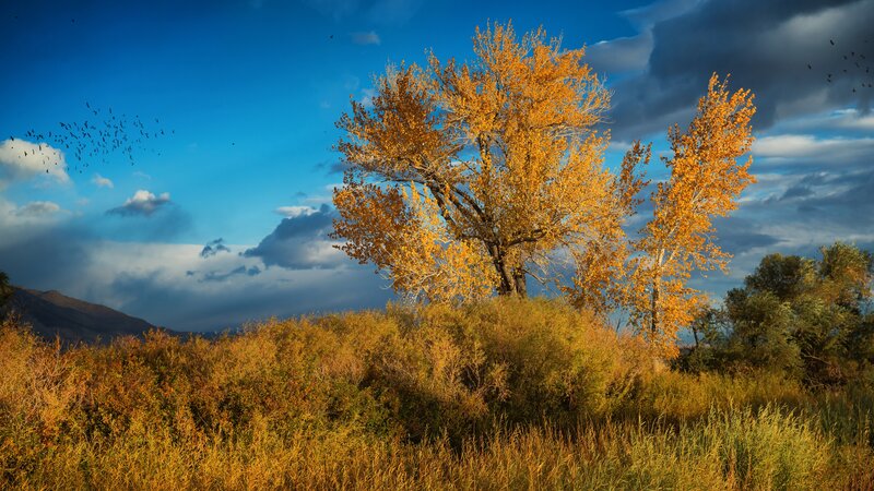 Autumn Trees in Field — Blue, Dramatic