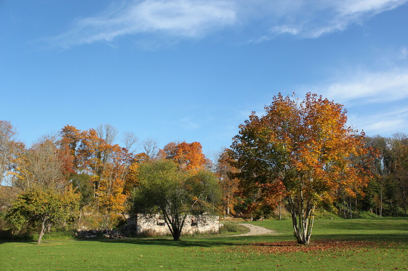 Autumn Trees in Field — Blue, Serene, Photograph, Path