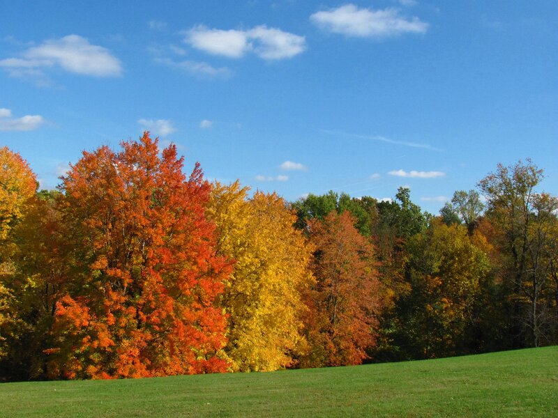 Autumn Trees in Field — Blue, Serene, Photograph