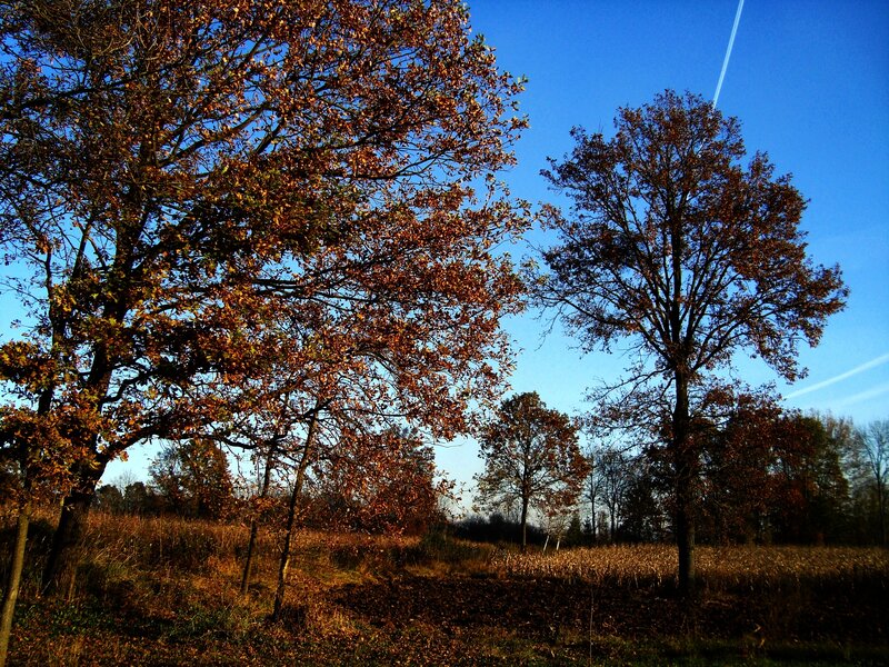 Autumn Trees in Field — Blue, Serene