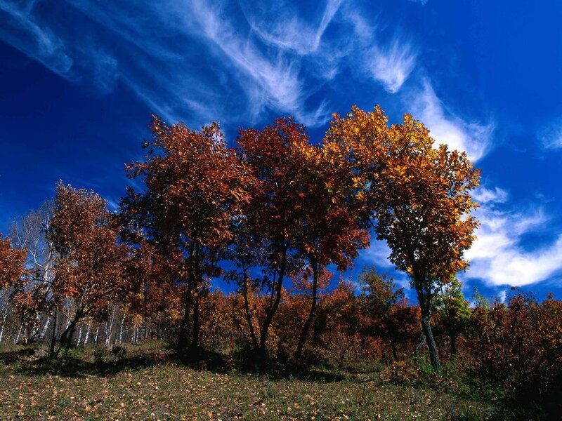 Autumn Trees in Field — Blue