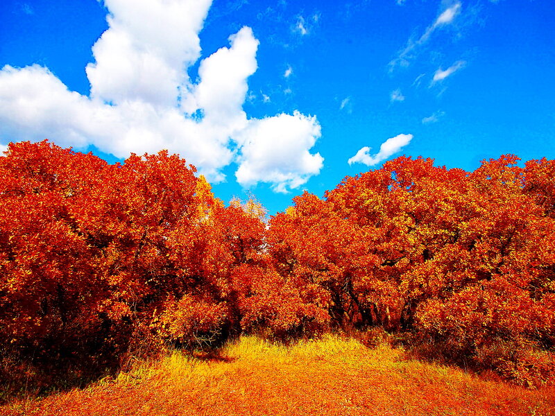Autumn Trees in Field — Blue, Vibrant