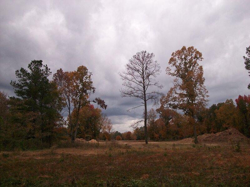 Autumn Trees in Field — Brown