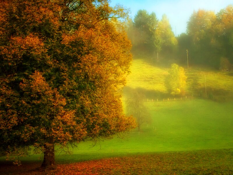Autumn Trees in Field — Green, Serene, Morning