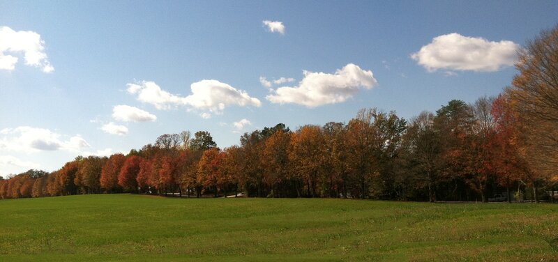 Autumn Trees in Field — Green, Serene, Photograph, Clouds