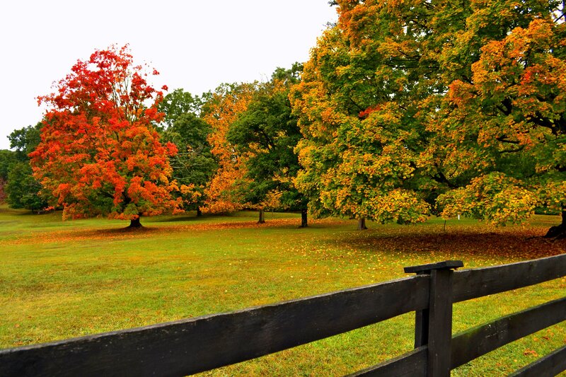 Autumn Trees in Field — Green, Serene, Photograph, Fence