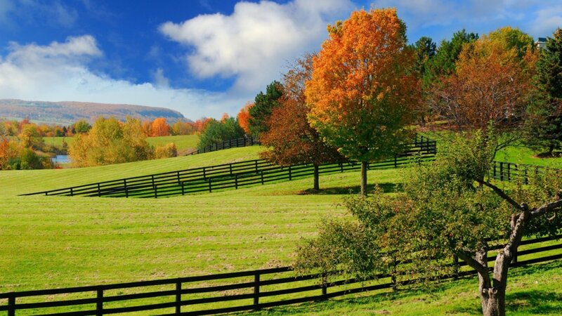 Autumn Trees in Field — Green, Serene, Photograph, Fences