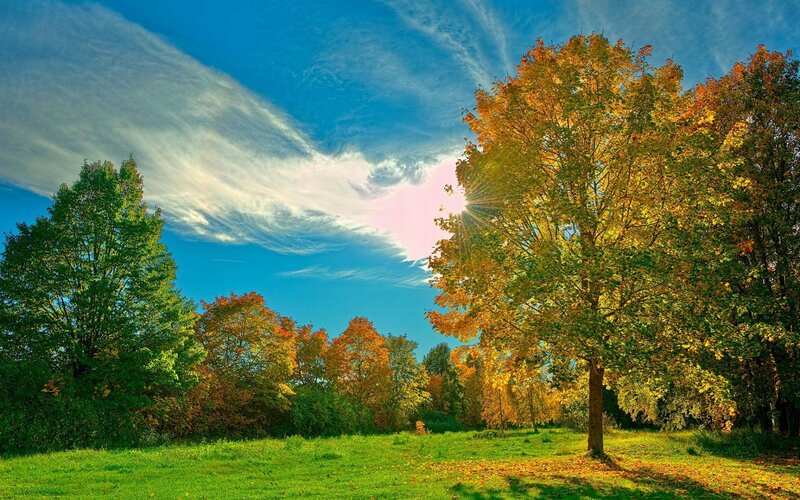 Autumn Trees in Field — Green, Serene, Photograph, Grass, Sky, Sunlight