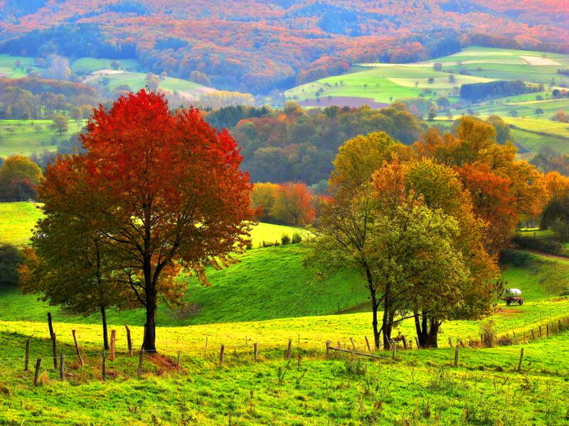 Autumn Trees in Field — Green, Serene, Photograph, Hills