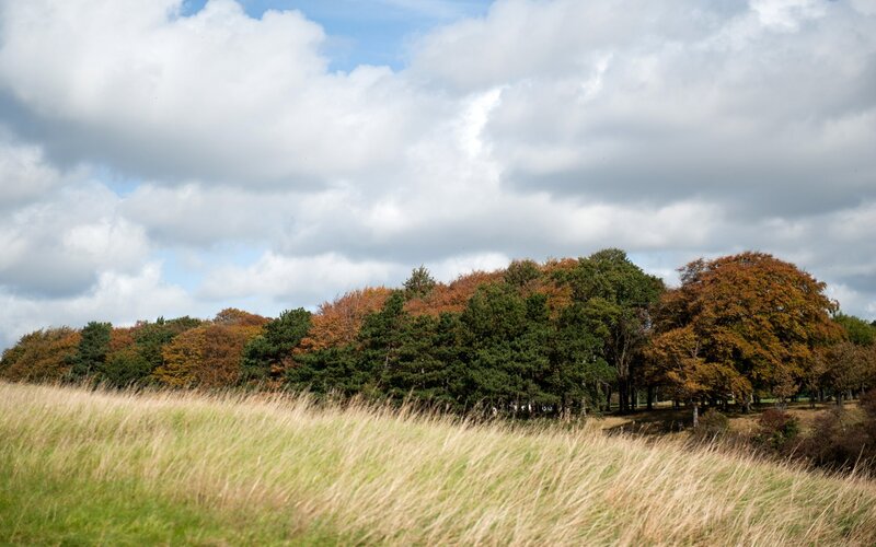 Autumn Trees in Field — Green, Serene, Photograph
