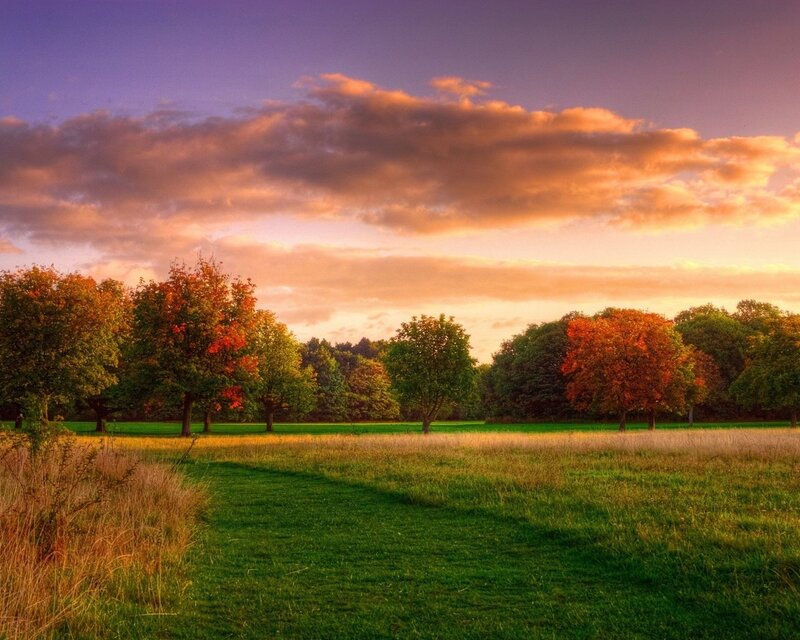Autumn Trees in Field — Green, Serene, Sunset, Photograph, Sky