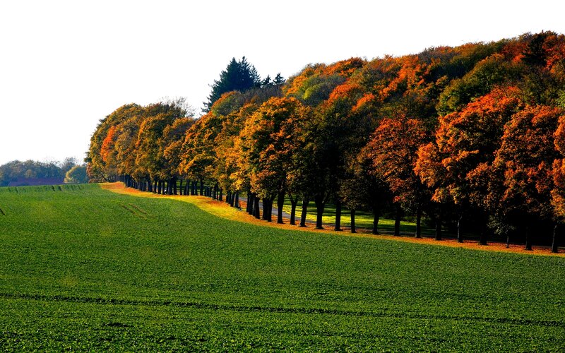 Autumn Trees in Field — Green, Serene