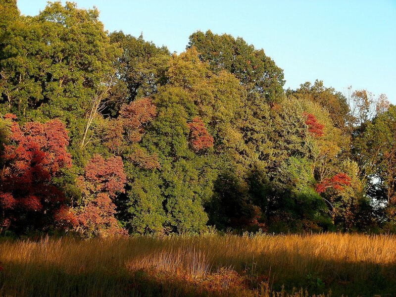 Autumn Trees in Field — Green