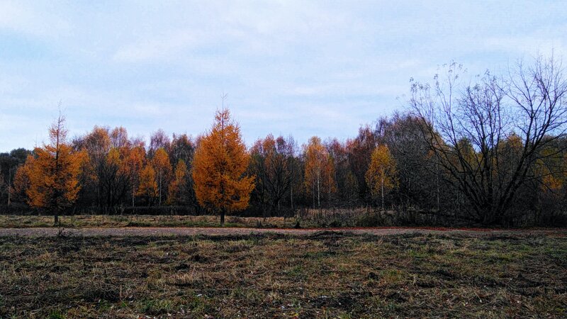 Autumn Trees in Field — Orange, Calm
