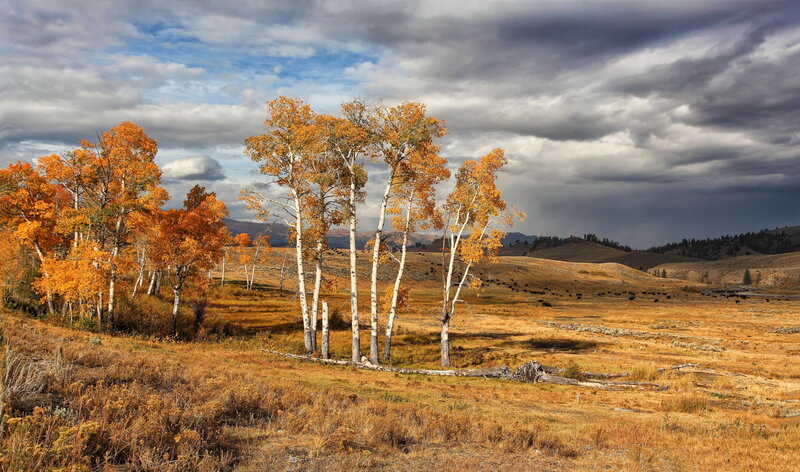 Autumn Trees in Field — Orange, Dramatic, Photograph, Hills