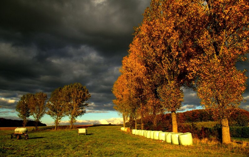 Autumn Trees in Field — Orange, Dramatic, Photograph