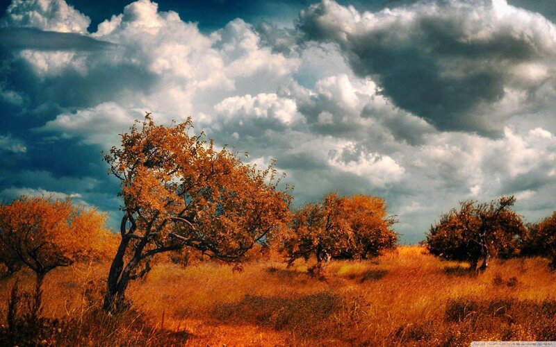 Autumn Trees in Field — Orange, Dramatic