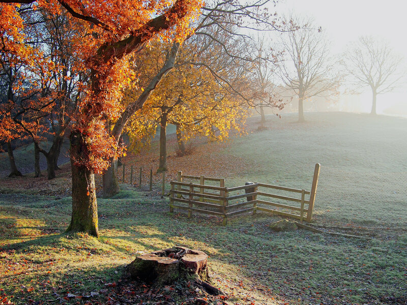 Autumn Trees in Field — Orange, Serene, Morning, Photograph