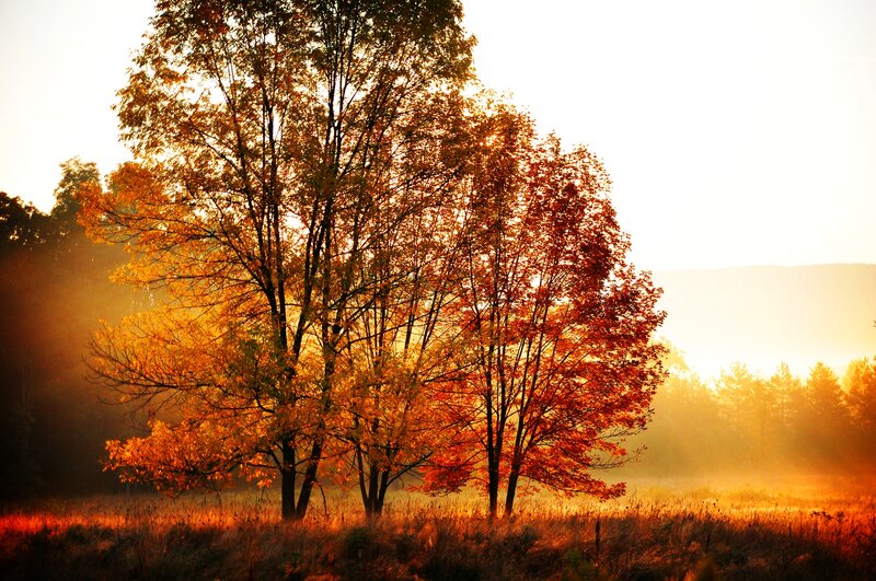 Autumn Trees in Field — Orange, Serene, Morning