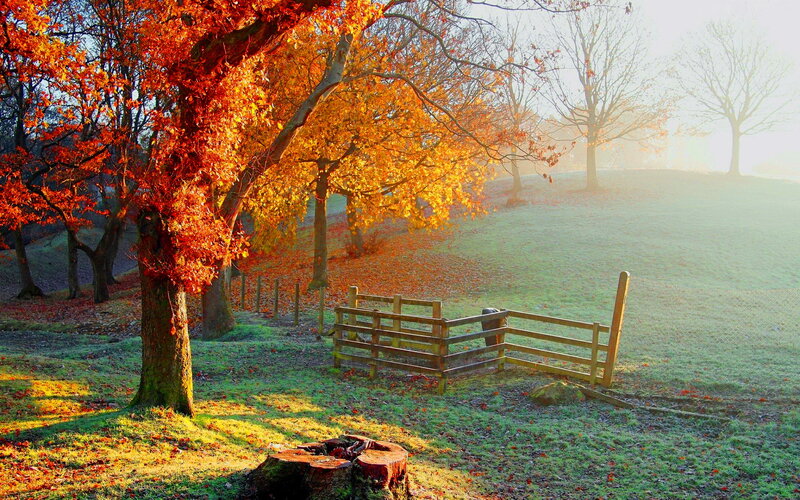 Autumn Trees in Field — Orange, Serene, Photograph, Fence
