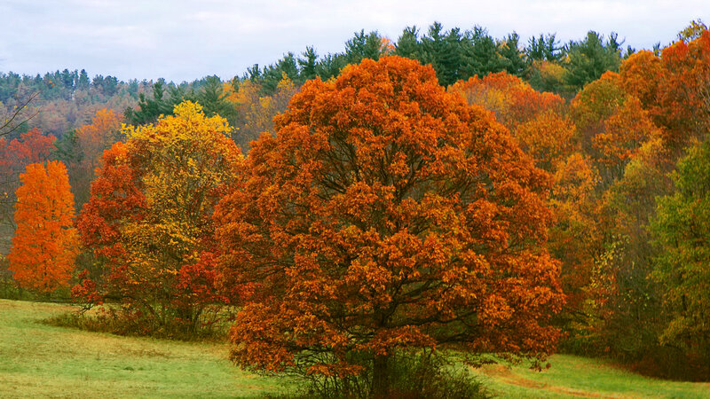 Autumn Trees in Field — Orange, Serene, Photograph, Forest