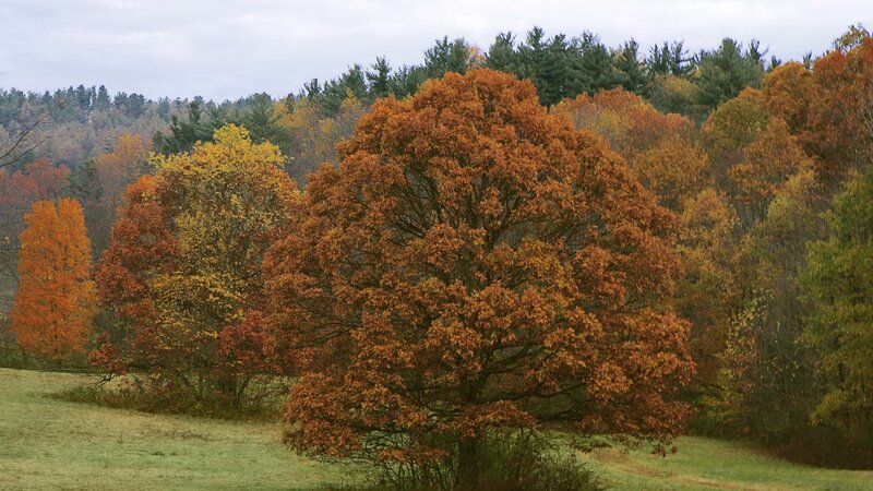 Autumn Trees in Field — Orange, Serene, Photograph, Forest, Yellow, Green