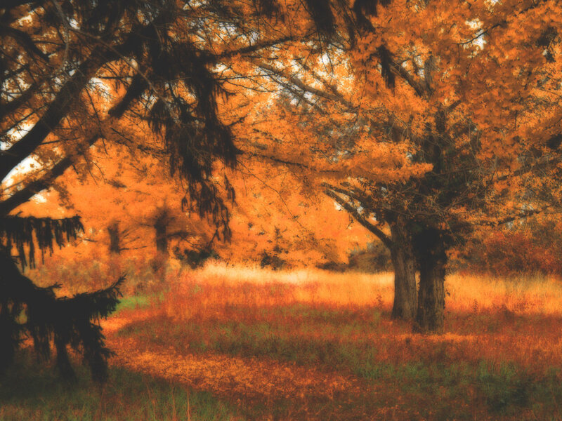 Autumn Trees in Field — Orange, Serene, Photograph, Grass, Brown