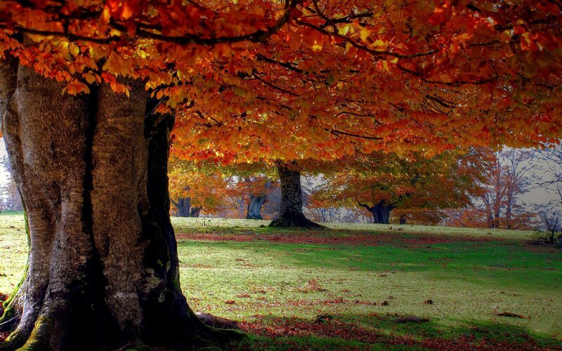 Autumn Trees in Field — Orange, Serene, Photograph, Grass