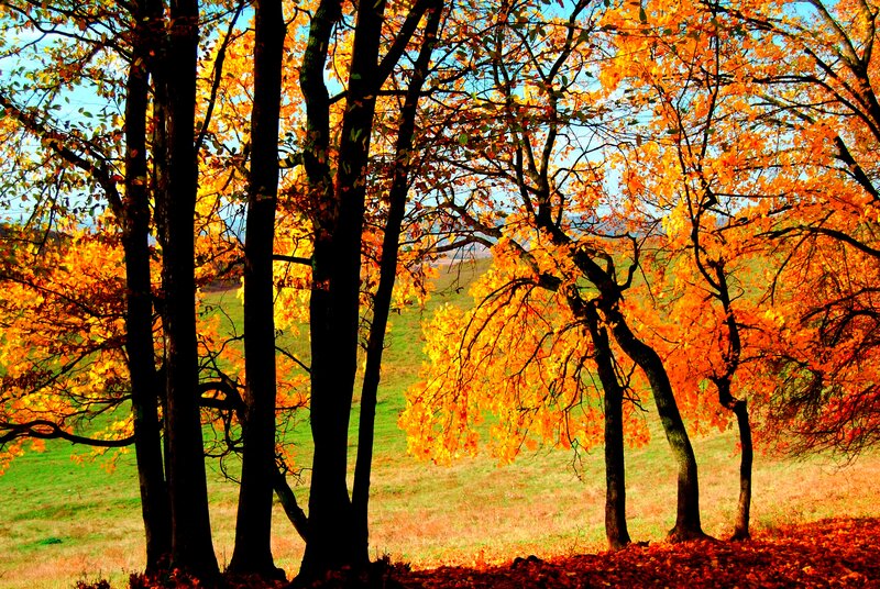 Autumn Trees in Field — Orange, Serene, Photograph, Leaves