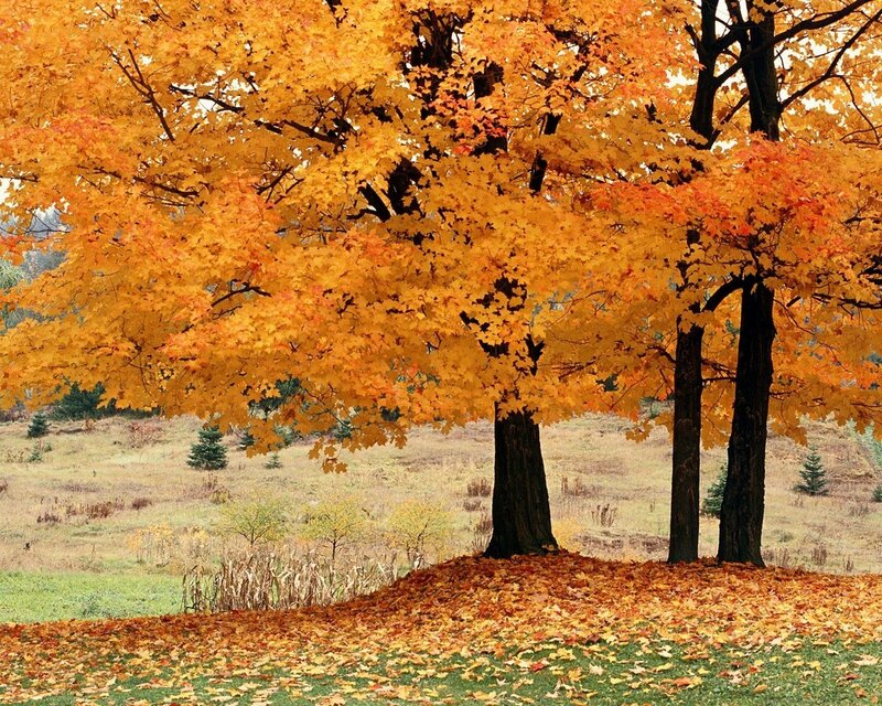 Autumn Trees in Field — Orange, Serene, Photograph, Leaves, Yellow