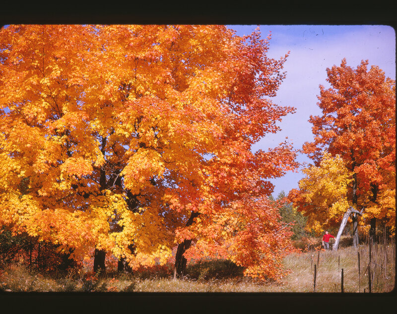 Autumn Trees in Field — Orange, Serene, Photograph, Person