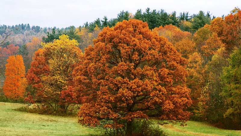 Autumn Trees in Field — Orange, Serene, Photograph