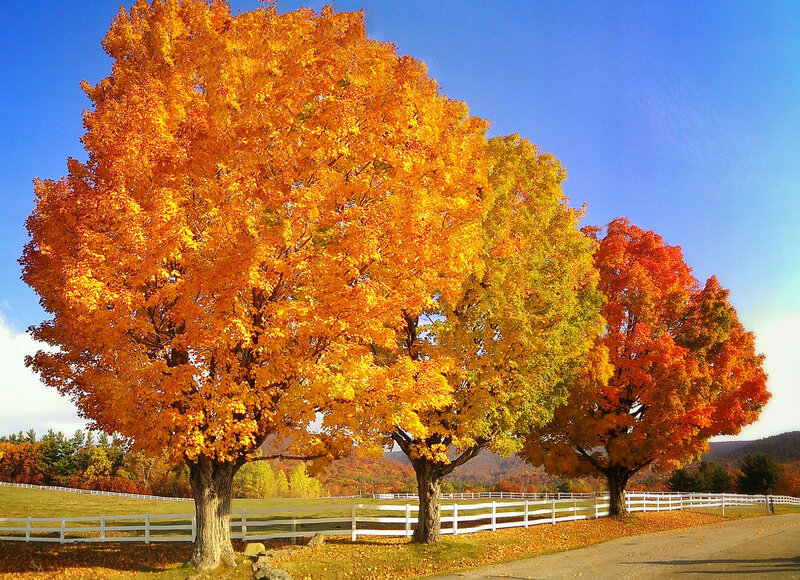 Autumn Trees in Field — Orange, Serene, Photograph, White Fence