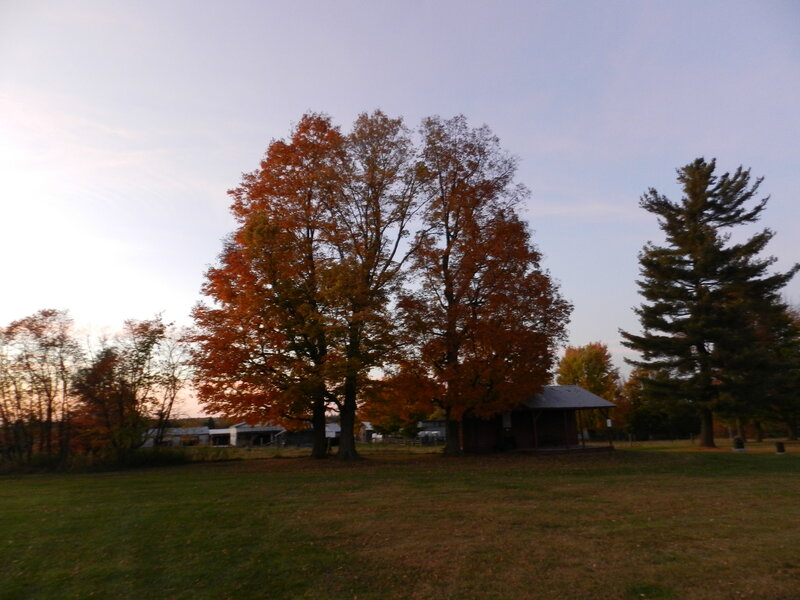 Autumn Trees in Field — Orange, Serene, Sunset