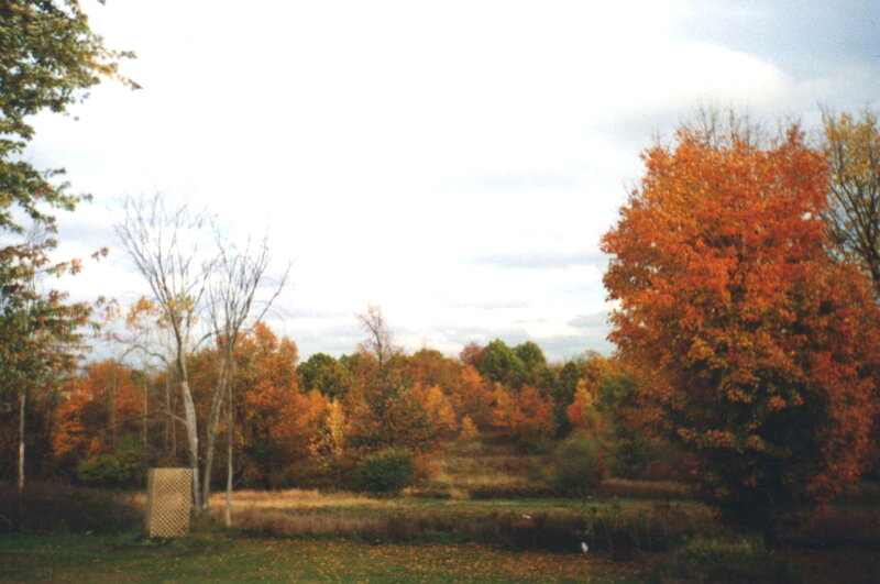 Autumn Trees in Field — Orange