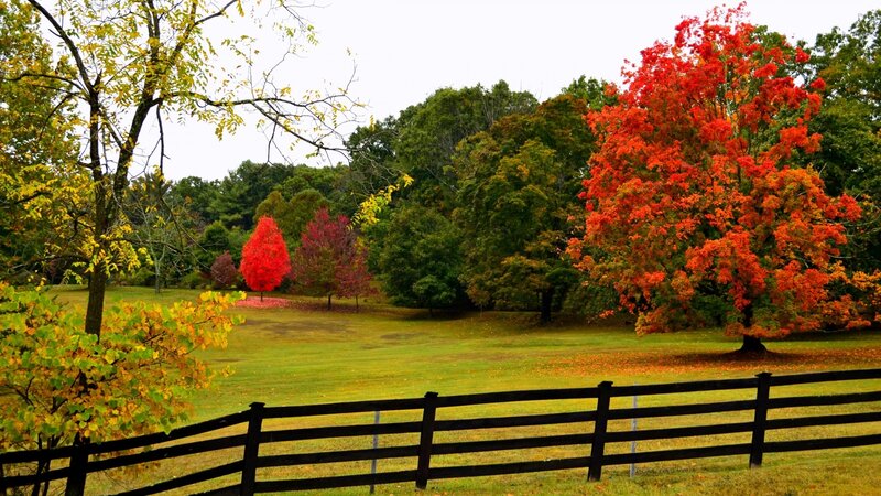 Autumn Trees in Field — Red, Serene, Photograph, Fence, Grass