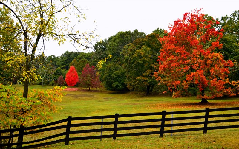 Autumn Trees in Field — Red, Serene, Photograph, Fence