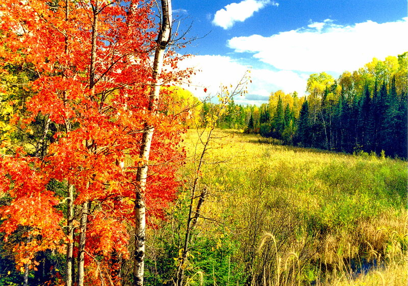 Autumn Trees in Field — Red, Serene, Photograph