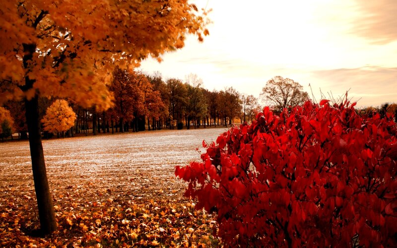 Autumn Trees in Field — Red