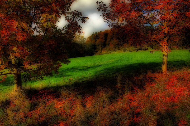 Autumn Trees in Field