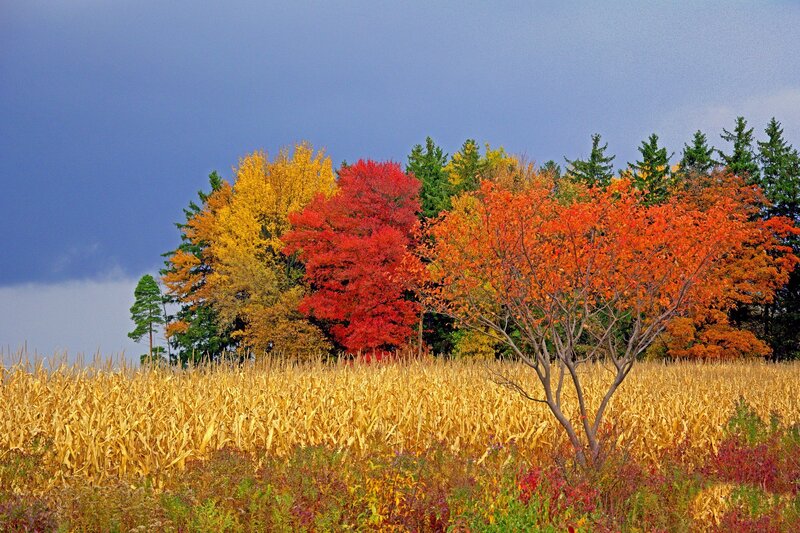 Autumn Trees in Field — Yellow, Dramatic