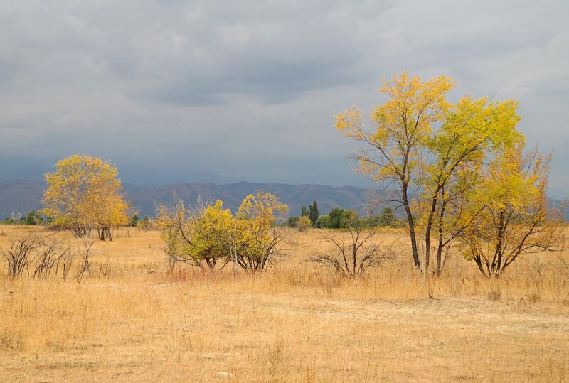 Autumn Trees in Field — Yellow, Serene, Photograph, Mountains