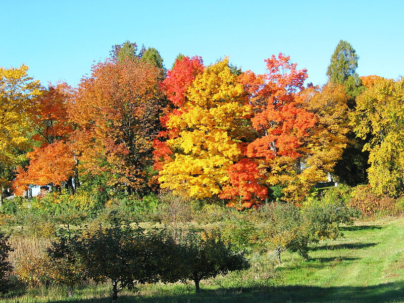 Autumn Trees in Field — Yellow, Serene, Photograph