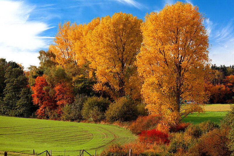 Autumn Trees in Field — Yellow, Serene
