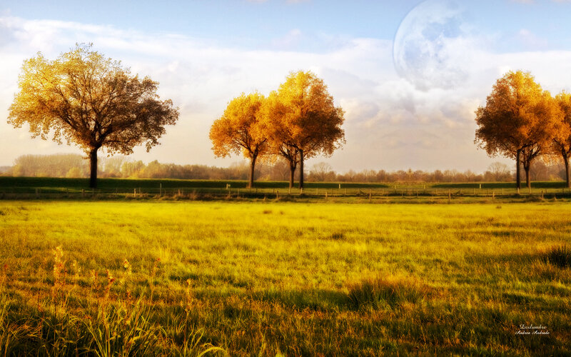 Autumn Trees in Field — Yellow