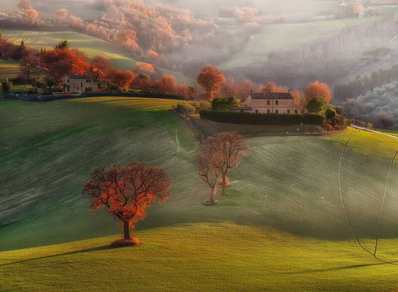 Autumn Trees in Fields