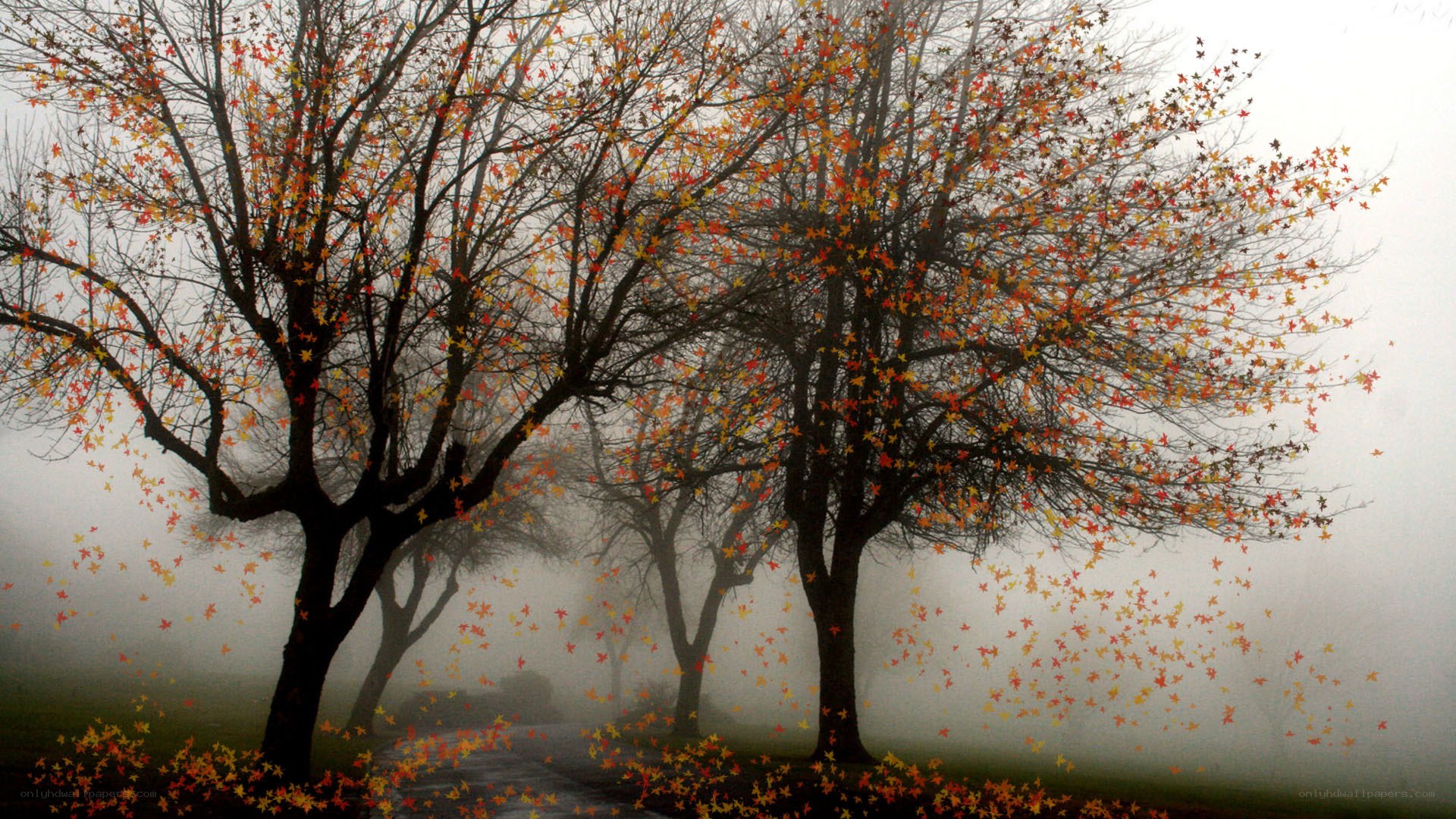 Autumn trees in fog