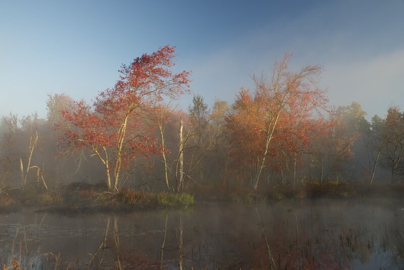 Autumn Trees in Fog — Blue